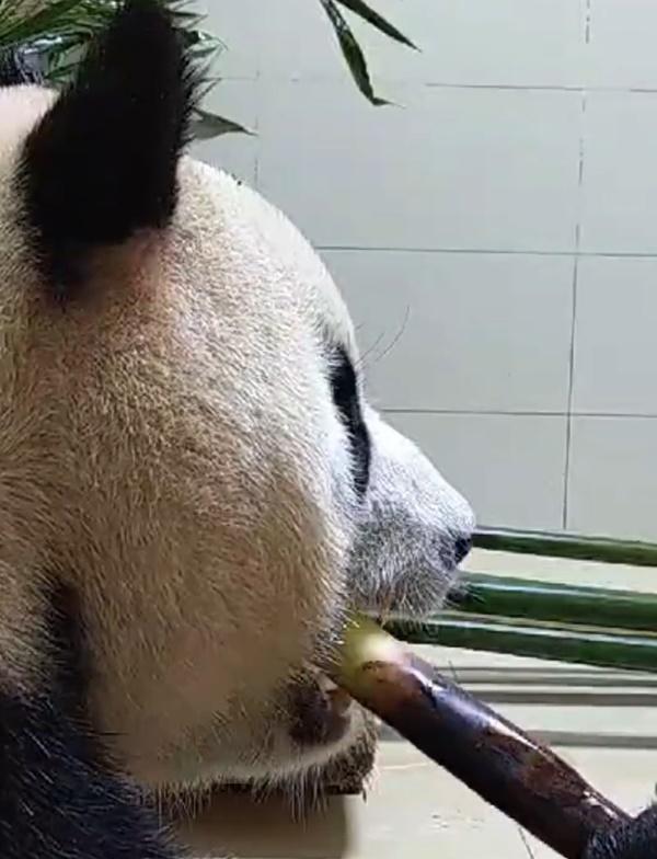 福寶開懷地進食各種食物,如開啟了「吃播模式」,食相超萌。(微博)