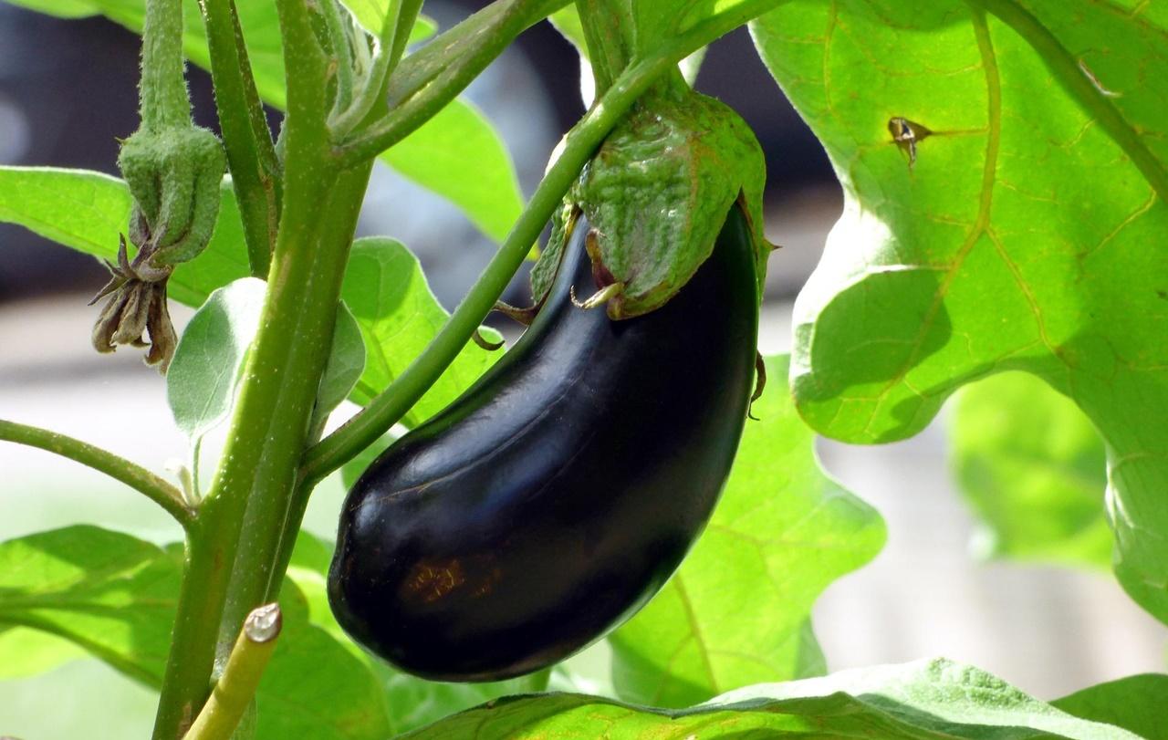 專家:由於顏色泛紫並且腫脹,可能讓陰莖看起來像根茄子,需要緊急手術修復。(網上圖片)