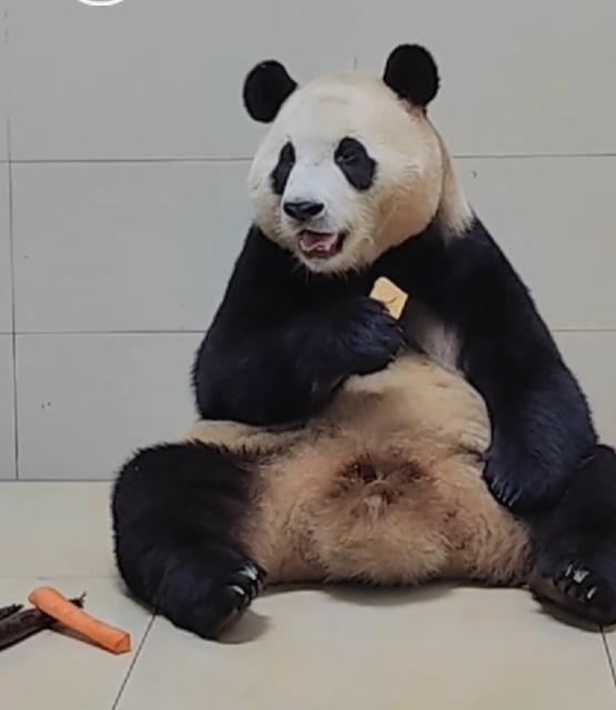 福寶開懷地進食各種食物,如開啟了「吃播模式」,食相超萌。(微博)