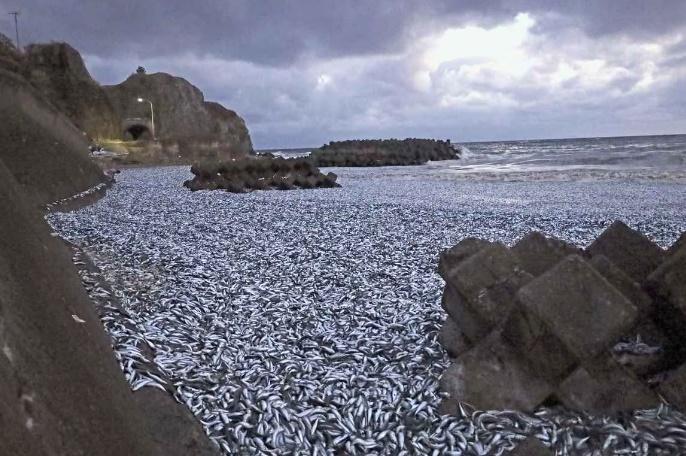 去年12月,北海道海岸亦出現大量沙甸魚屍體。(資料圖片)