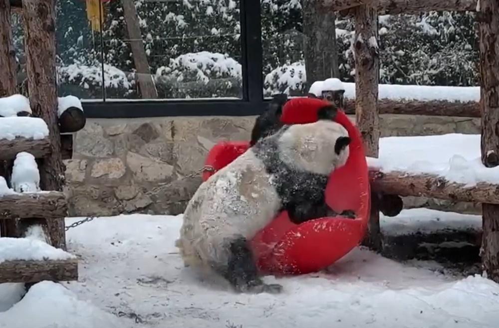 丫丫去年12月玩雪。(微博)