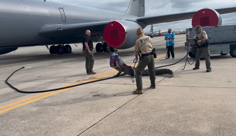 工作人員出盡九牛二虎之力,用繩子綁住鱷魚的咀巴,經過一番搏鬥才捕獲這條鱷魚。(FB)