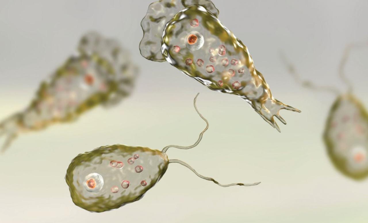 耐格里阿米巴原蟲會導致致命的阿米巴腦膜炎。(網上圖片)