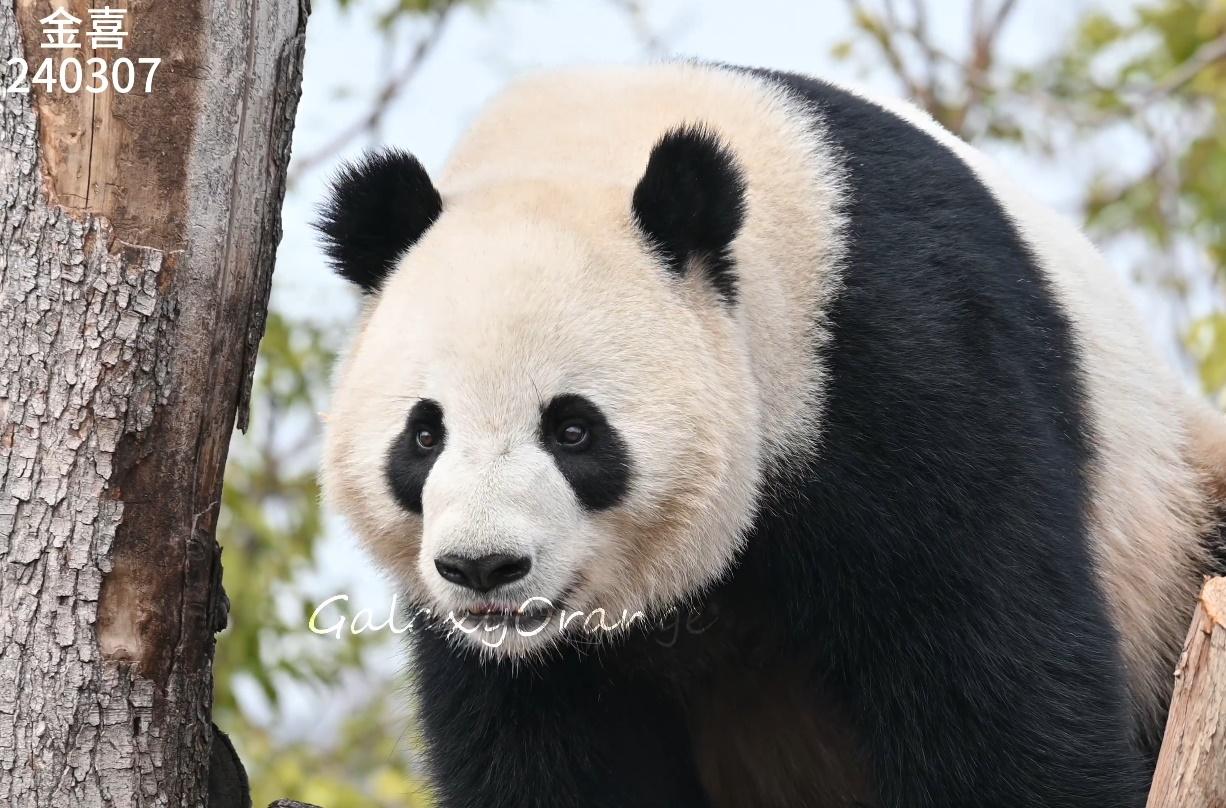 貓粉拍下金喜扭屁股。(微博)