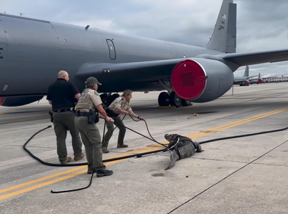工作人員出盡九牛二虎之力,用繩子綁住鱷魚的咀巴,經過一番搏鬥才捕獲這條鱷魚。(FB)