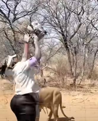 凍肉太大太重,扔進圍欄內獅子活動區的時候,由於用力不當,整塊大肉就正正掟中一隻雄獅的頭上。(YouTube)