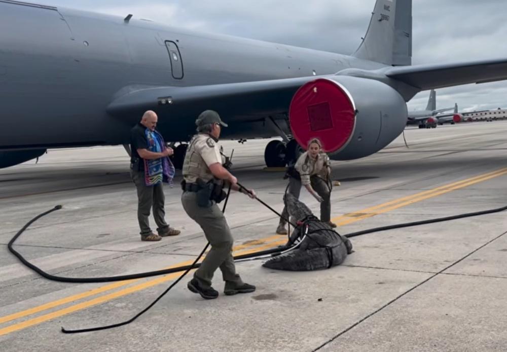 工作人員出盡九牛二虎之力,用繩子綁住鱷魚的咀巴,經過一番搏鬥才捕獲這條鱷魚。(FB)