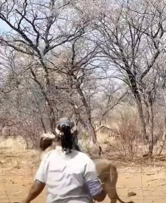 凍肉太大太重,扔進圍欄內獅子活動區的時候,由於用力不當,整塊大肉就正正掟中一隻雄獅的頭上。(YouTube)