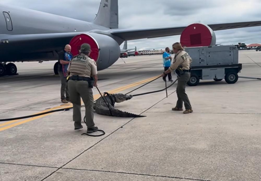 工作人員出盡九牛二虎之力,用繩子綁住鱷魚的咀巴,經過一番搏鬥才捕獲這條鱷魚。(FB)