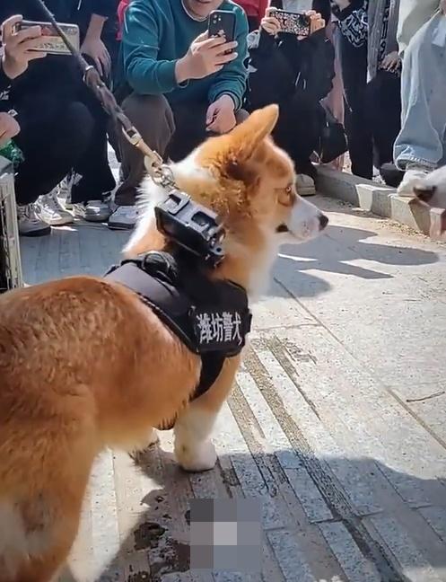 日前就有網民分享影片,顯示在街上巧遇福仔執勤。(微博)