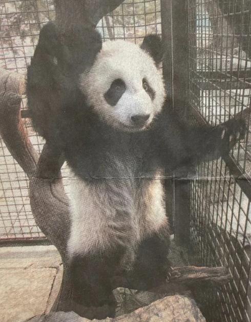 丫丫小時候剪報照。(微博)