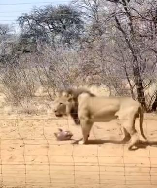 雄獅對突如其來被美食掟中頭也打了個突,原本反應好像在說算了。(YouTube)