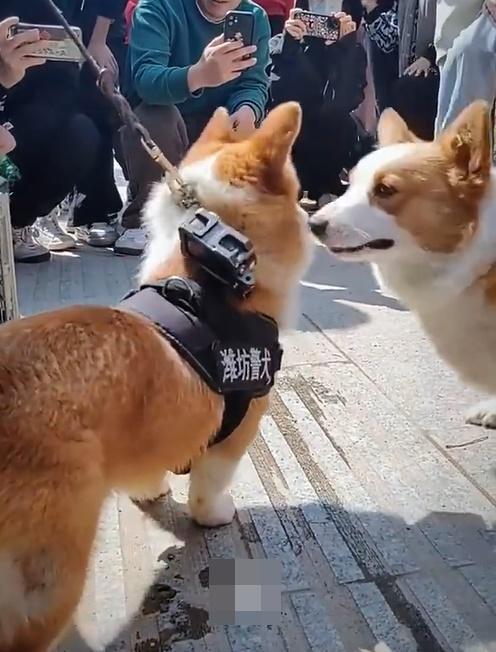 當時還遇到另一隻同為哥基的寵物犬。福仔熱情地朝著對方狂搖尾巴。(微博)