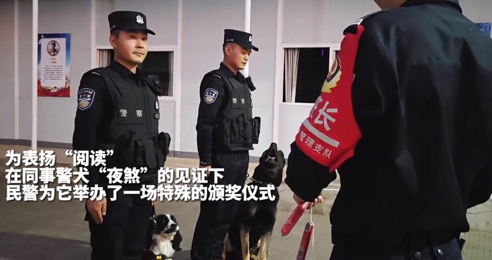 為了表揚牠這次緝毒的功勞,警方特別舉辦了一場簡單而隆重的頒獎儀式,為閱讀掛上用「5條腸仔」特製的榮譽項圈。(微博)