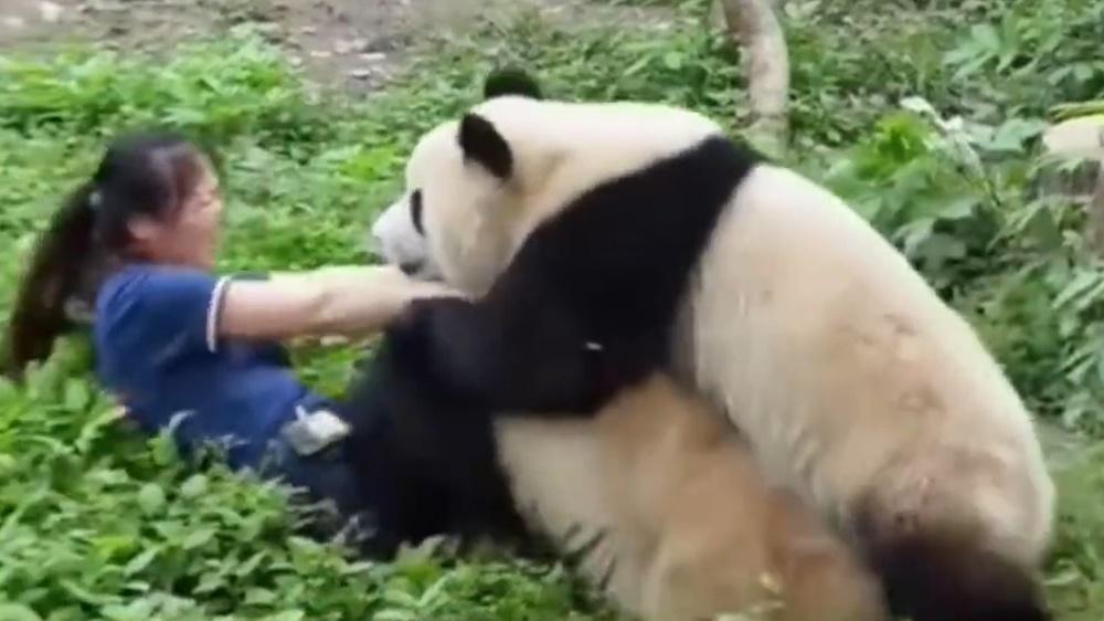保育員連鞋也甩掉,在兩隻大熊貓、逾200公斤的重量下,極力一番。(微博)