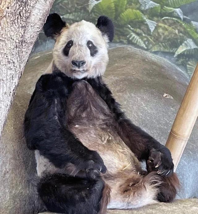 丫丫去年初於旅居美國孟菲斯動物園。(微博)