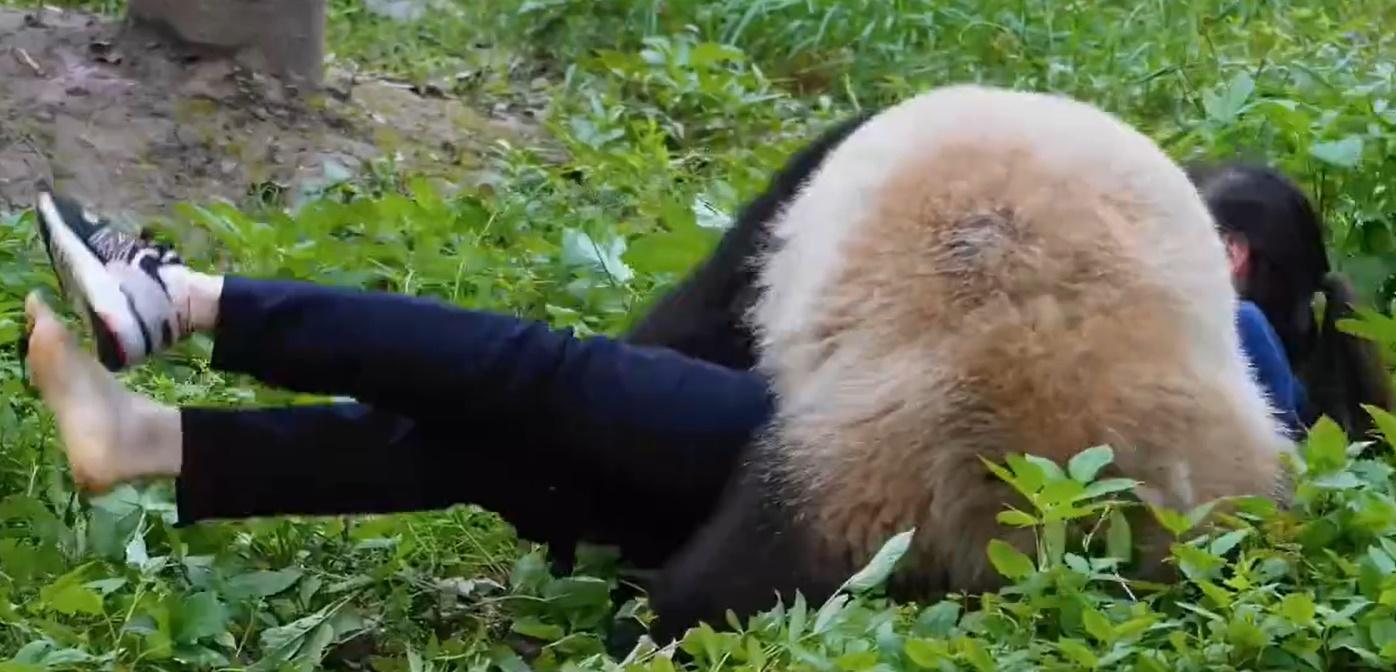 保育員連鞋也甩掉,在兩隻大熊貓、逾200公斤的重量下,極力一番。(微博)