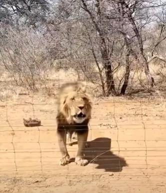 但牠又似乎愈想愈生氣,乾脆連肉都唔理,立即轉身衝去圍欄前,對保育員發出不滿的低吼以表達不滿。(YouTube)