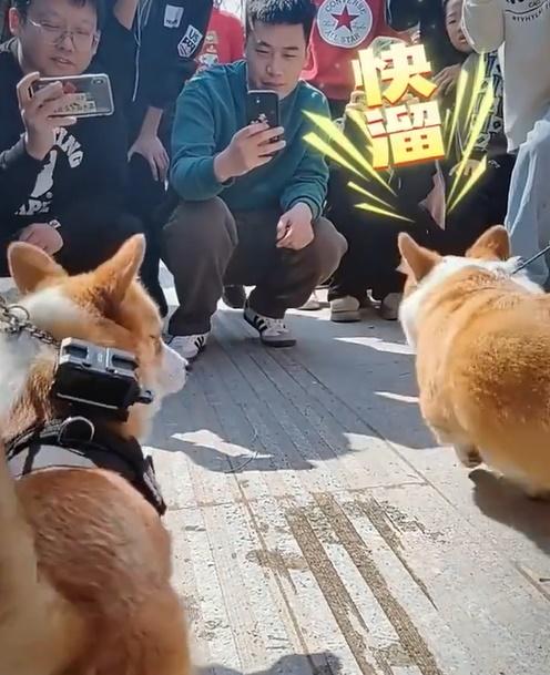 詎料對方居然衝上去伸手猛推了福仔一下,更隨即轉頭溜之大吉。(微博)