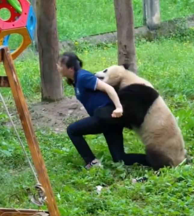 保育員連鞋也甩掉,在兩隻大熊貓、逾200公斤的重量下,極力一番。(微博)