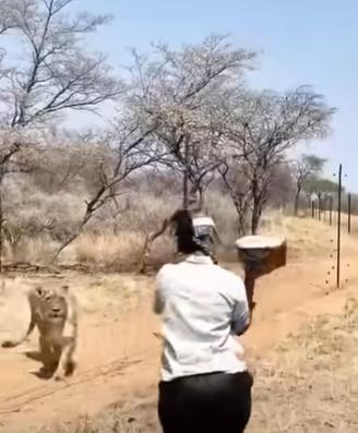 保育員見狀則趕快尷尬的走開,趕著去餵另一隻獅子。(YouTube)