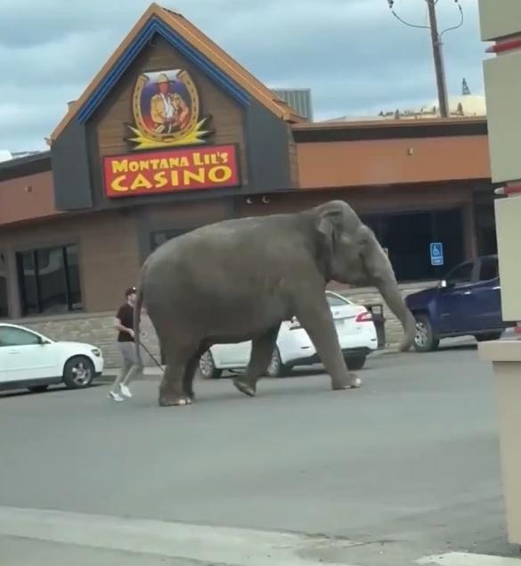 馬戲團人員表示,Viola大概跑了半個街區,馴獸師緊緊跟隨著牠。(X)