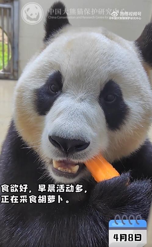 大貓熊保育研究中心昨日發放福寶的最新片段。(微博)