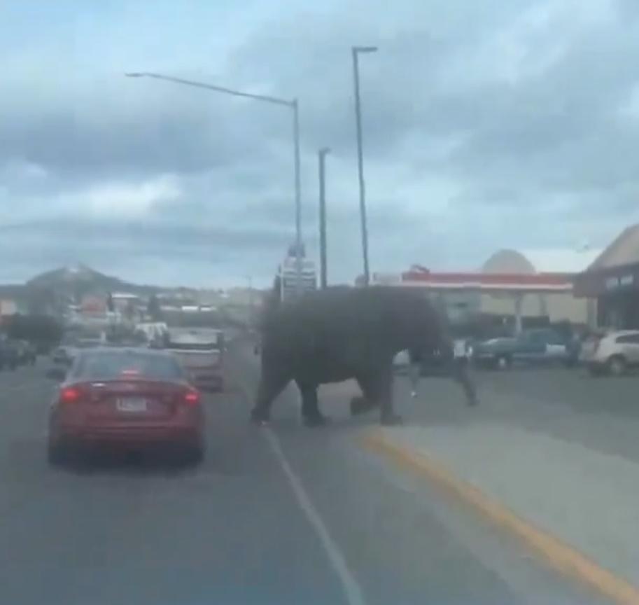 馬戲團人員表示,Viola大概跑了半個街區,馴獸師緊緊跟隨著牠。(X)
