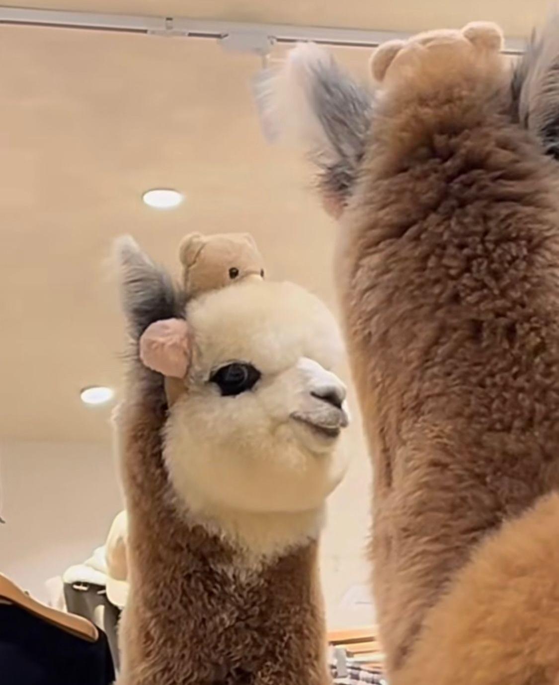 飼主經常在抖音上分享火鍋的日常畫面。(小紅書)