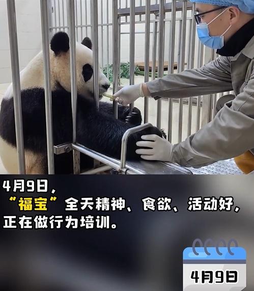 大貓熊保育研究中心昨日發放福寶的最新片段。(微博)