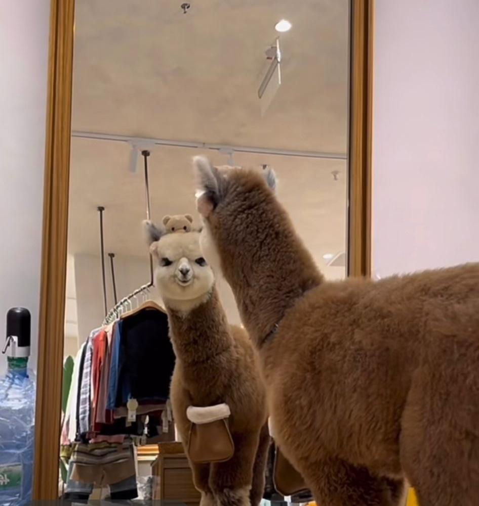 飼主經常在抖音上分享火鍋的日常畫面。(小紅書)