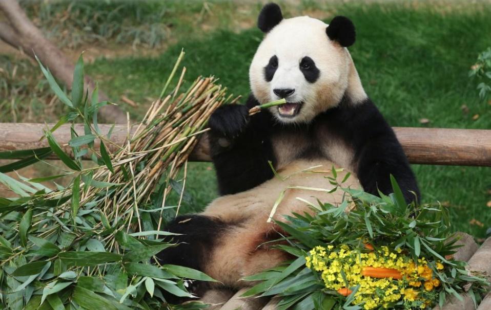 南韓民眾提案續租大熊貓「福寶」,旅行社順勢推熊貓行程。(資料圖片)