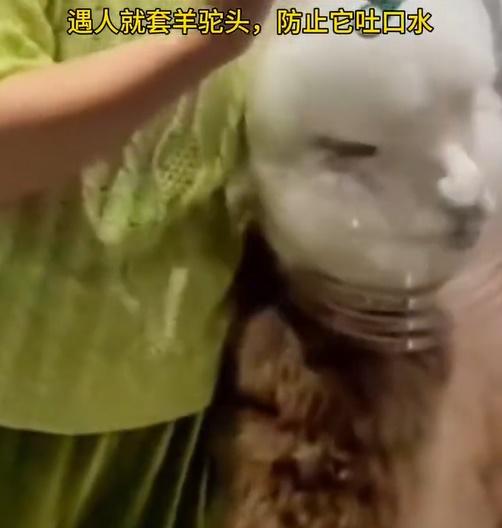 飼主用「頭罩」笠住羊駝頭。(微博)