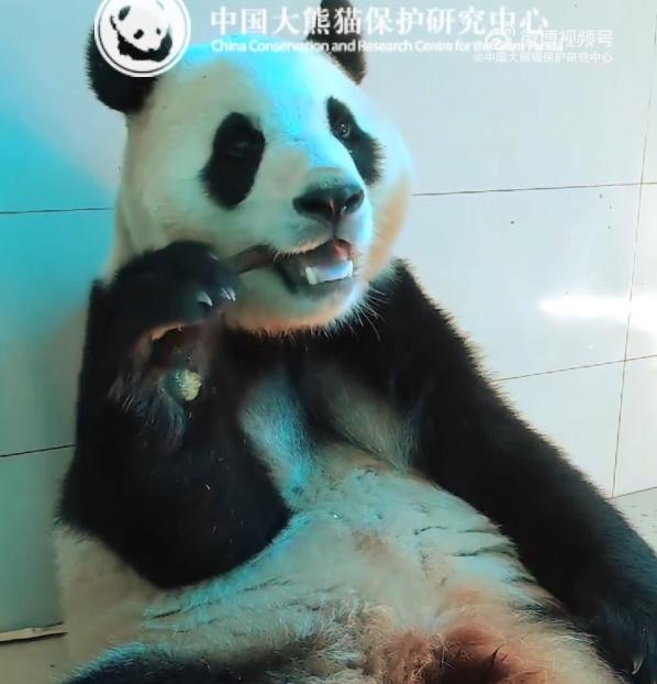 福寶開懷地進食各種食物,如開啟了「吃播模式」,食相超萌。(微博)