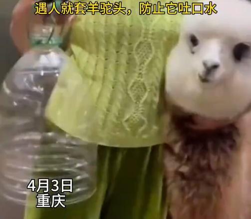 飼主用「頭罩」笠住羊駝頭。(微博)