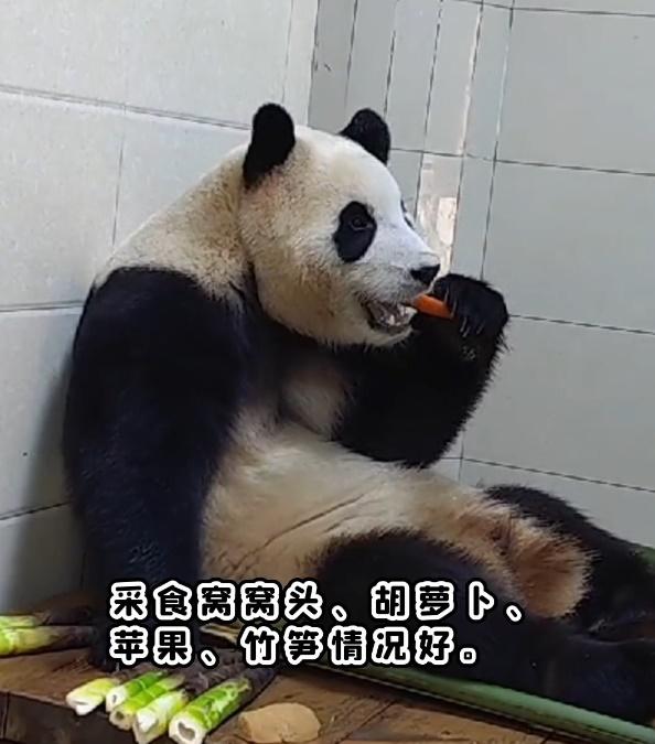 福寶開懷地進食各種食物,如開啟了「吃播模式」,食相超萌。(微博)