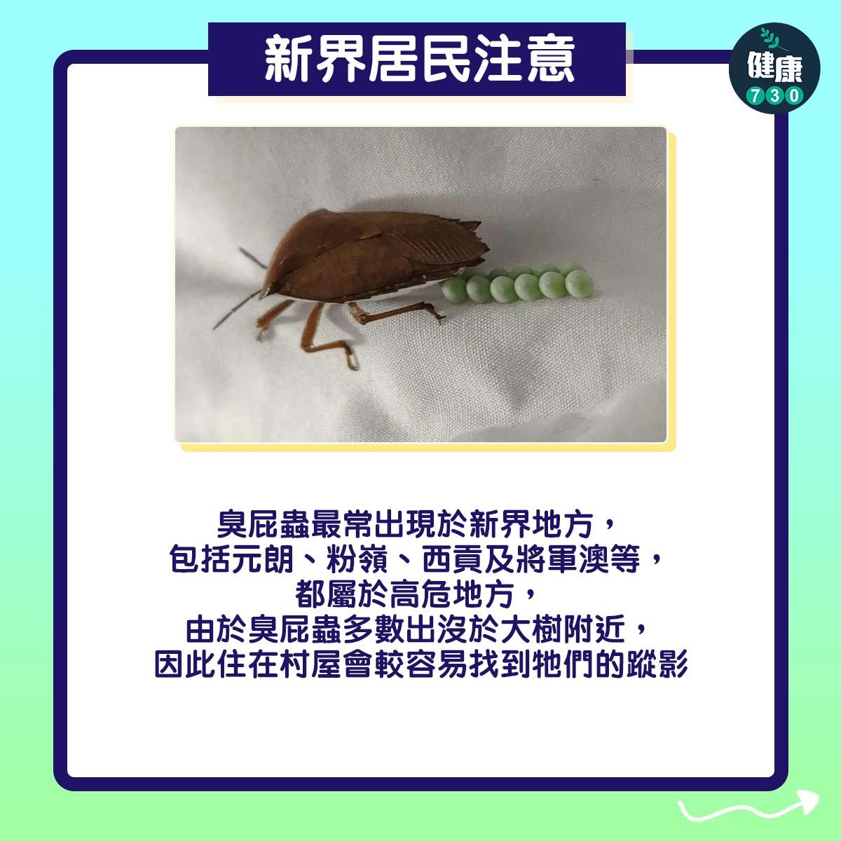 臭屁蟲卵14粒|新恩居民注意(am730製圖)