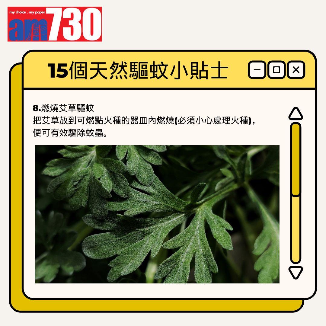 15個天然驅蚊小貼士丨燃燒艾草驅蚊