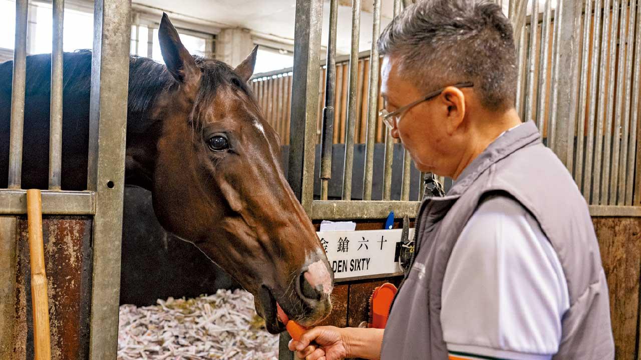 香港馬王金鎗六十