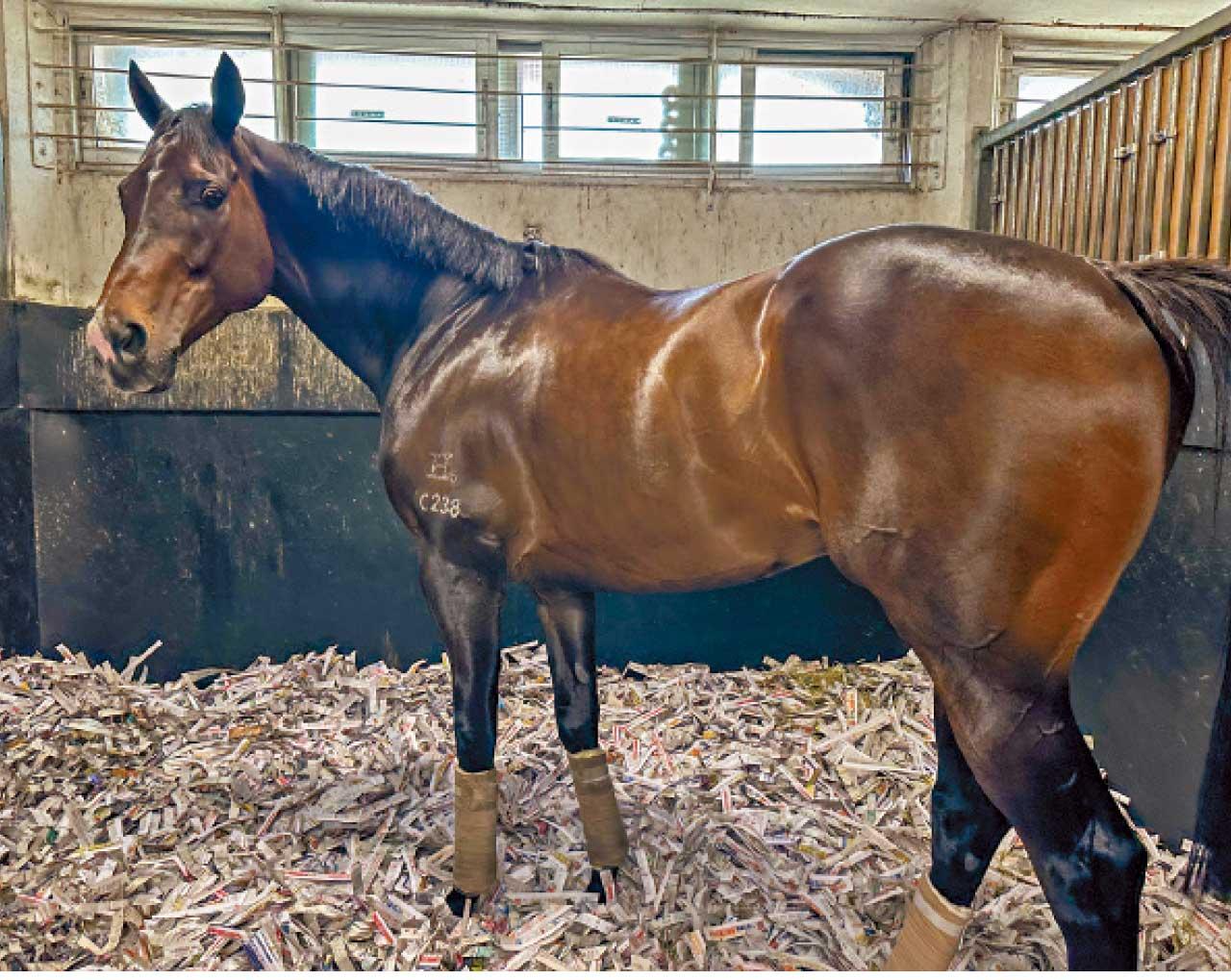 香港馬王金鎗六十