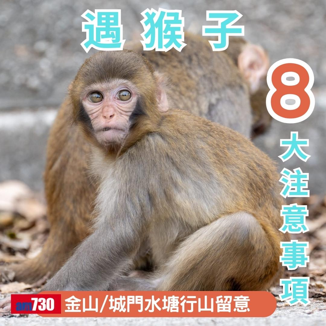 猴疱疹病毒|遇猴子8大注意事項(am730製圖)