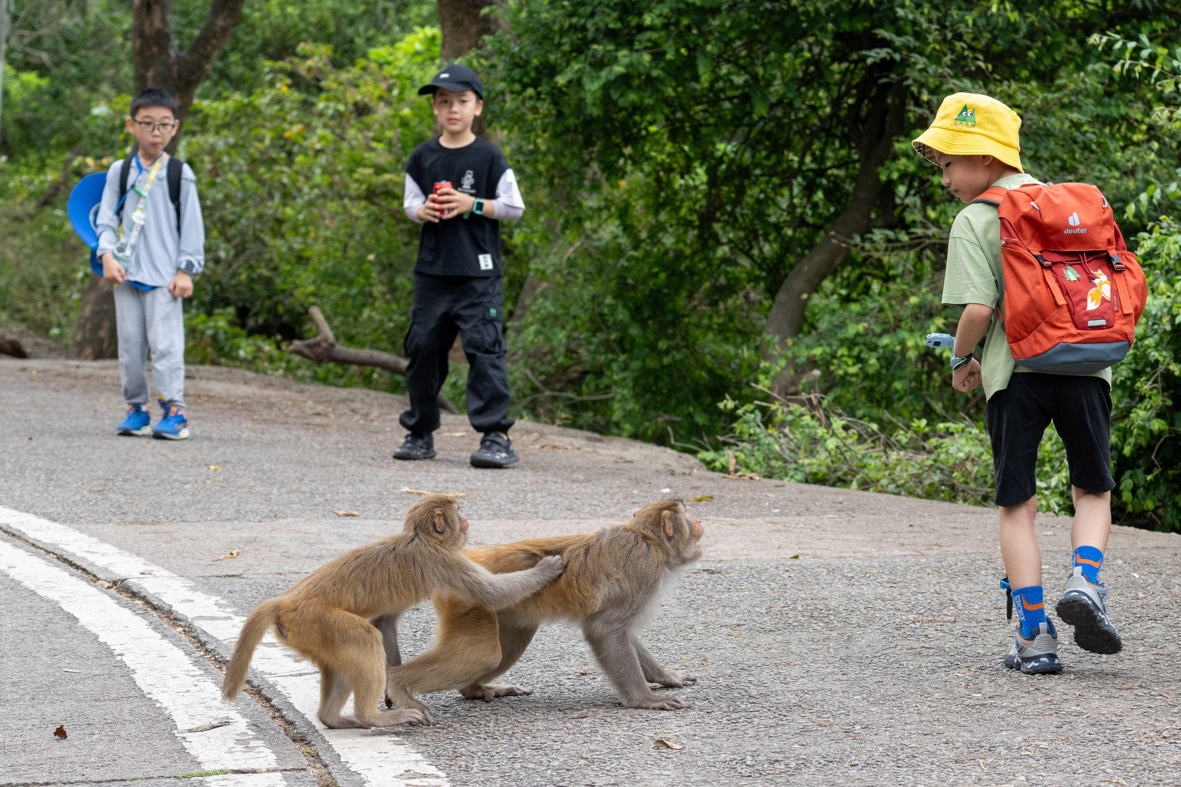 金山郊野公園 一名男子於金山郊野公園被猴子襲擊受傷其後確診猴疱疹病毒