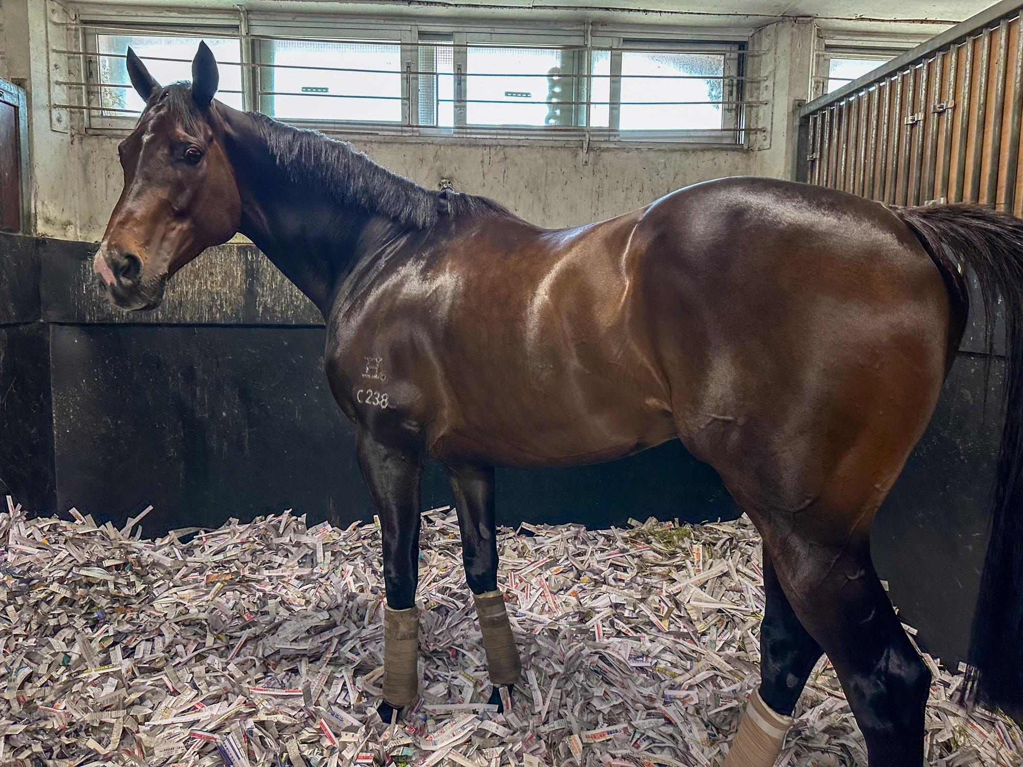 「金鎗六十」周日將角逐總獎金高達2千2百萬港元的富衛保險冠軍一哩賽(陳奕釗攝)