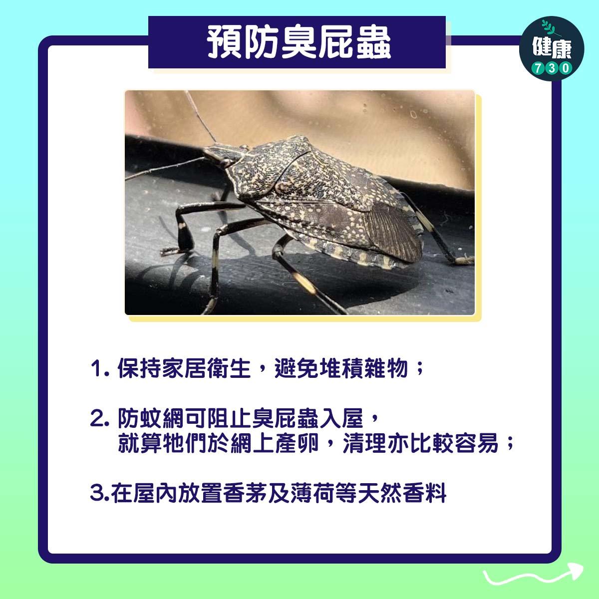 臭屁蟲卵14粒|預防方法(am730製圖)