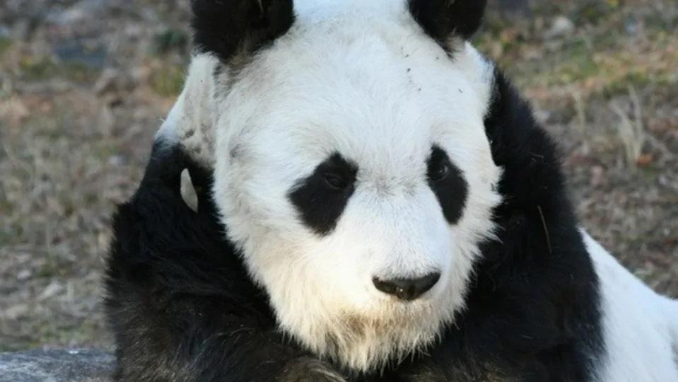大熊貓「旦旦」