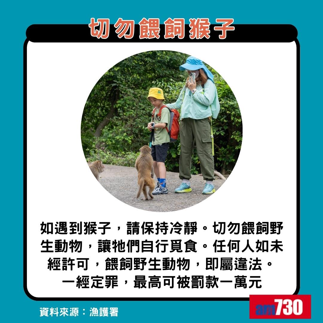 猴疱疹病毒|遇猴子8大注意事項,切勿餵飼猴子(am730製圖)