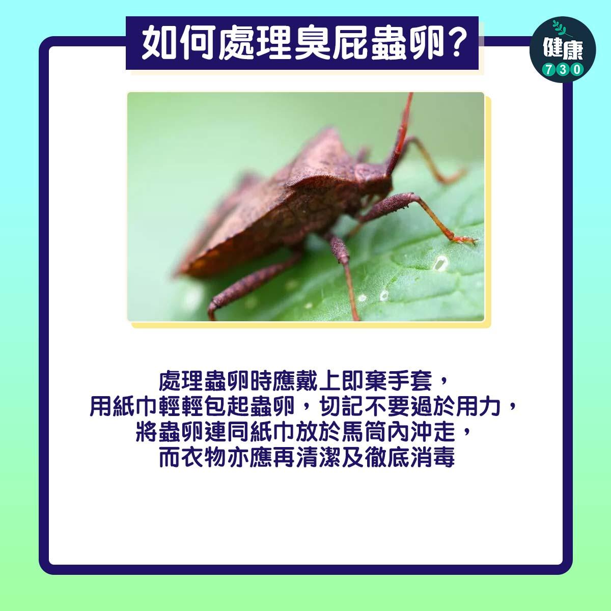 臭屁蟲卵14粒|如何處理?(am730製圖)