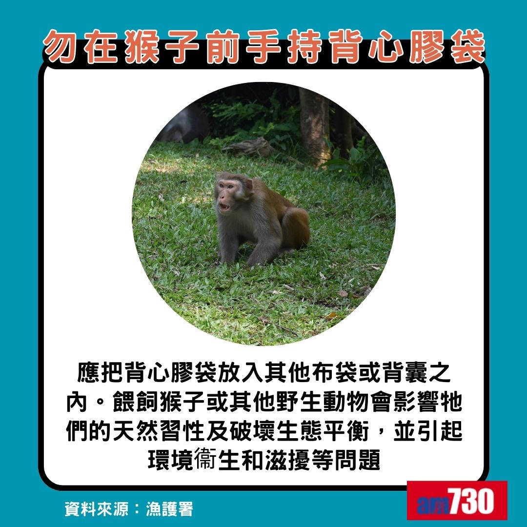 猴疱疹病毒|遇猴子8大注意事項,勿在猴子面前手持背心膠袋(am730製圖)