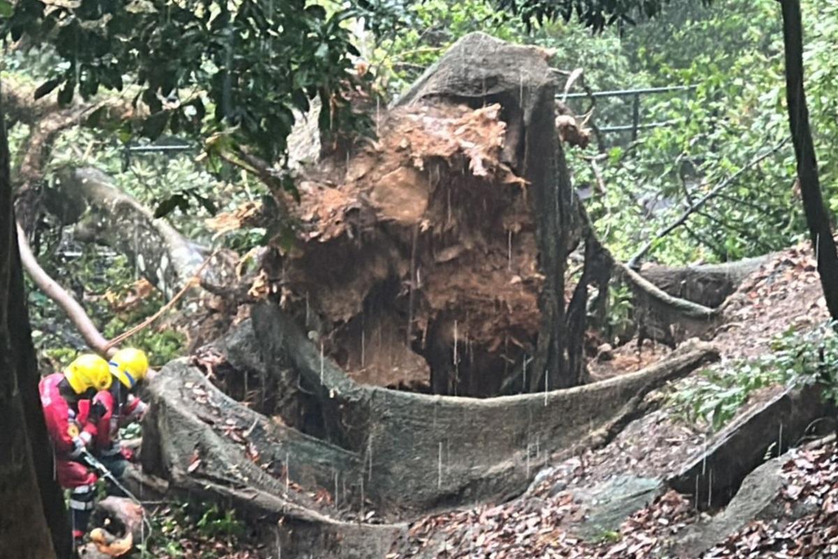 白加道日前有塌樹橫亘山頂纜車路軌,山頂纜車需要暫停服務。(資料圖片)