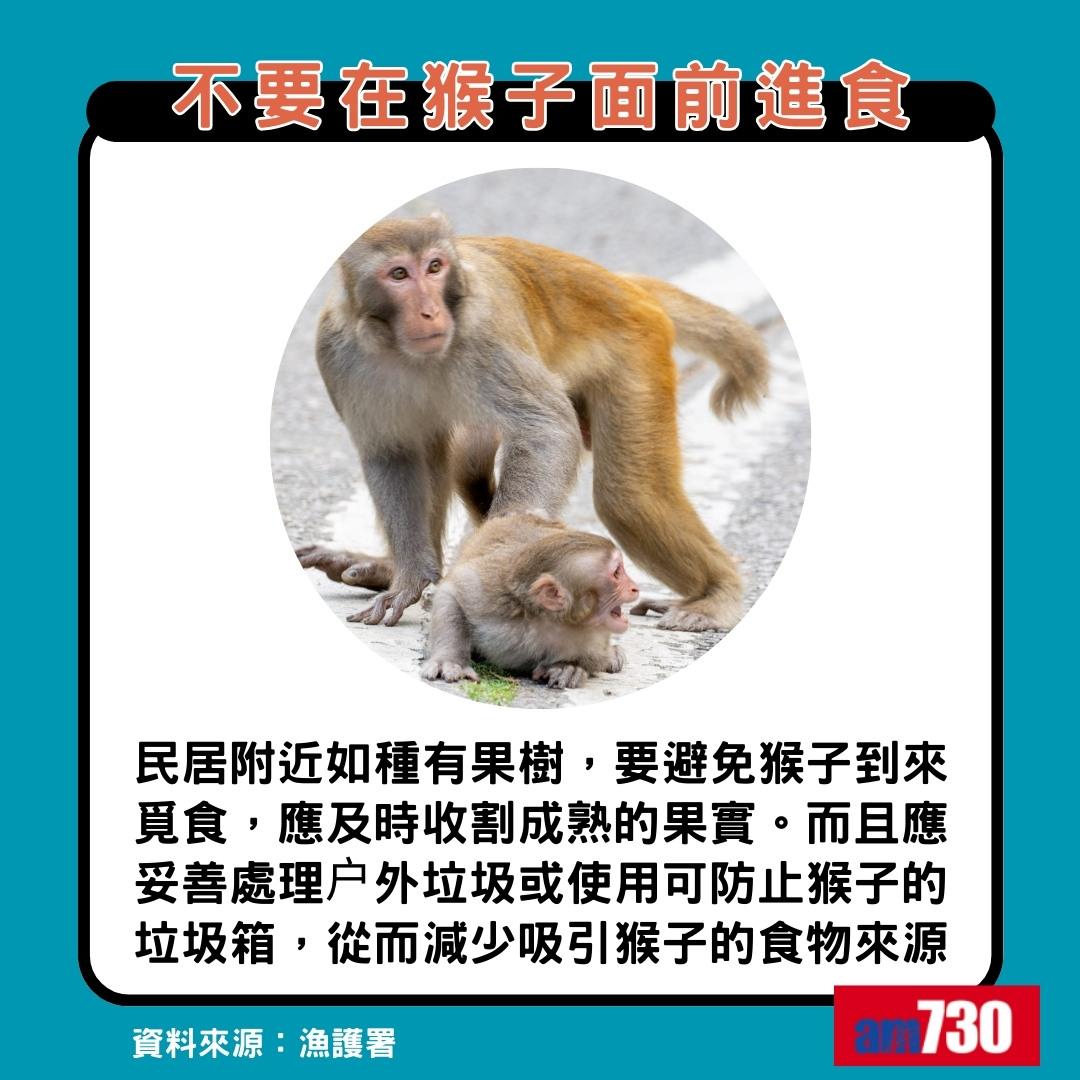 猴疱疹病毒|遇猴子8大注意事項,不要在猴子面前進食(am730製圖)